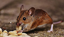 24 Hour & Emergency Exterminators in Maywood Park, OR